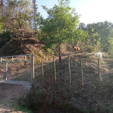 Alojamento Local - Casa Amarela Alvaiázere エクステリア 写真