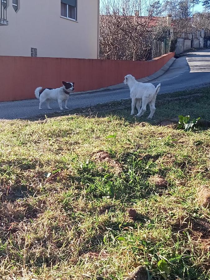 Alojamento Local - Casa Amarela Alvaiázere エクステリア 写真